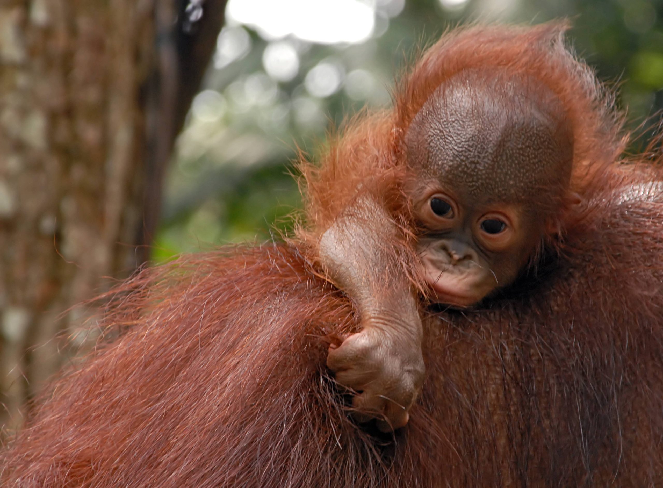 Un bébé orang-outan