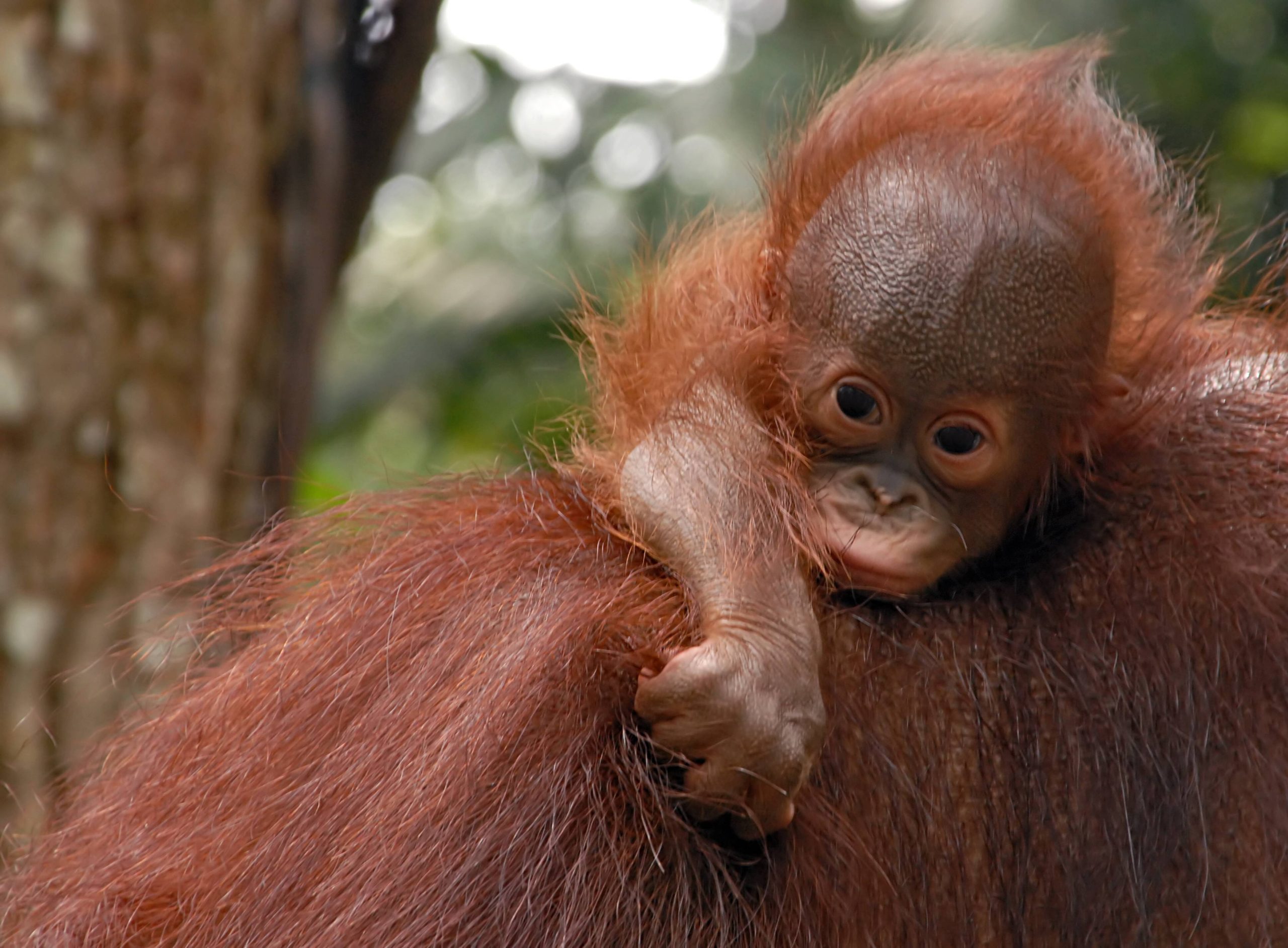 Cucciolo di orango