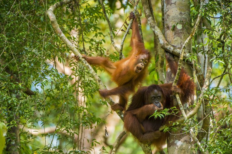 Des orangs-outans de Bornéo