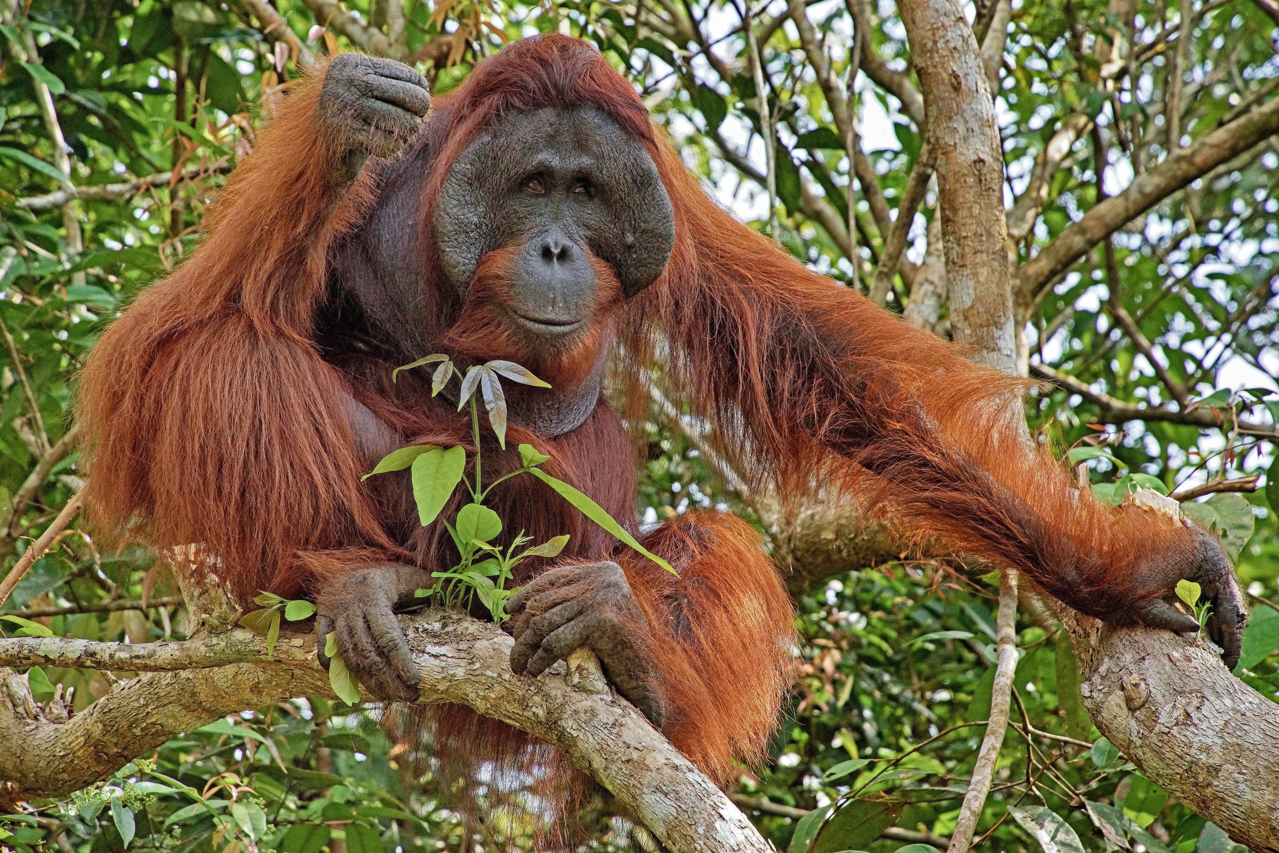 Borneo-Orang-Utan