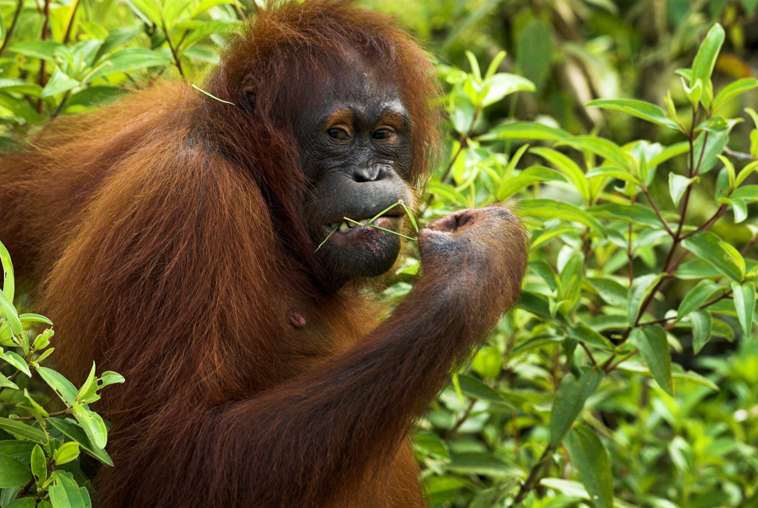 Un orang-outan grignote une branche