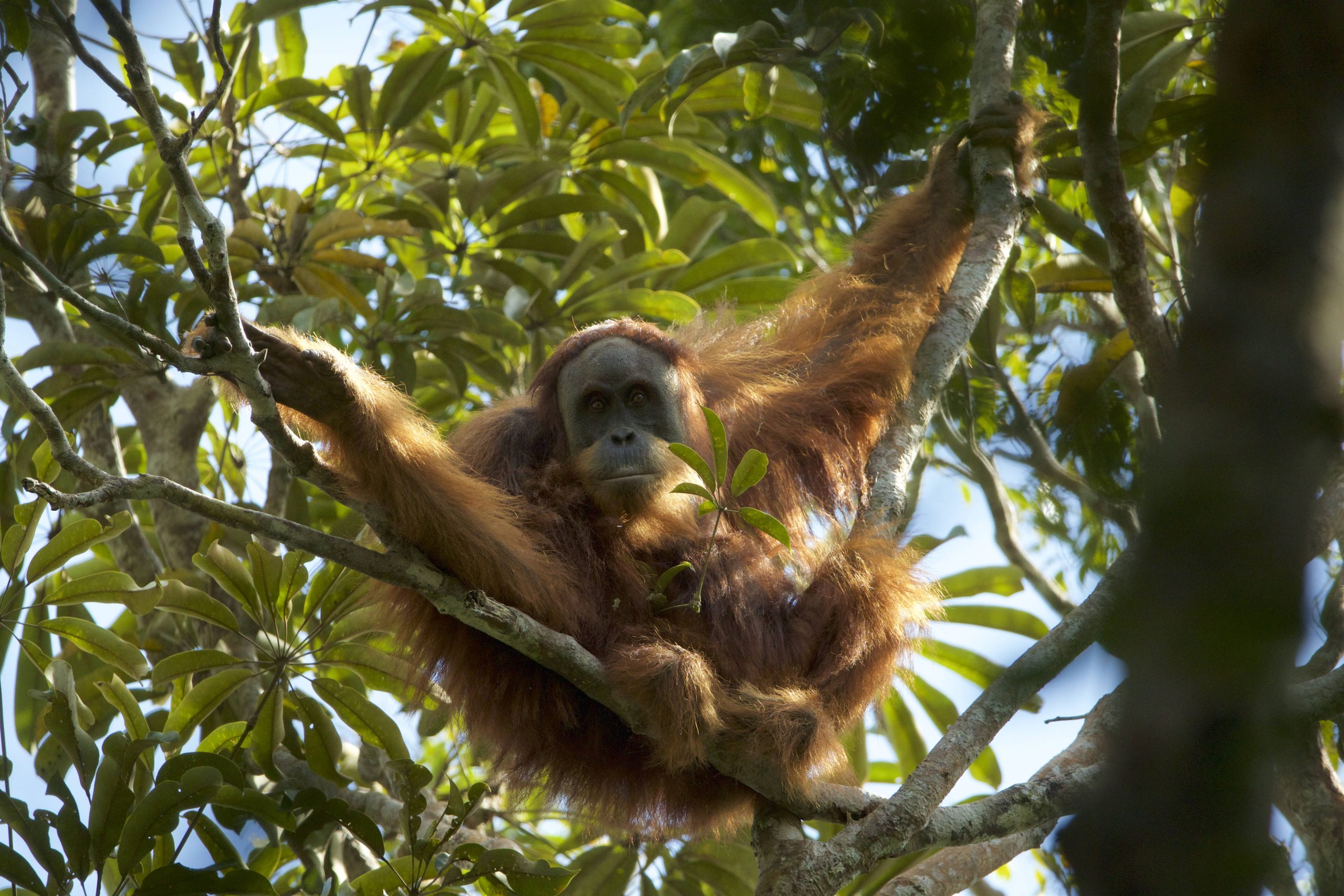 Un orang-outan mâle