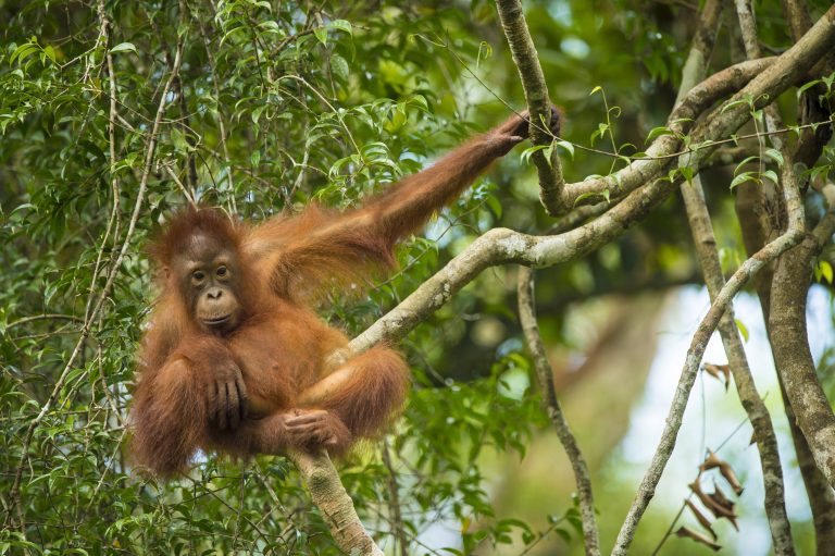 Borneo-Orang-Utan