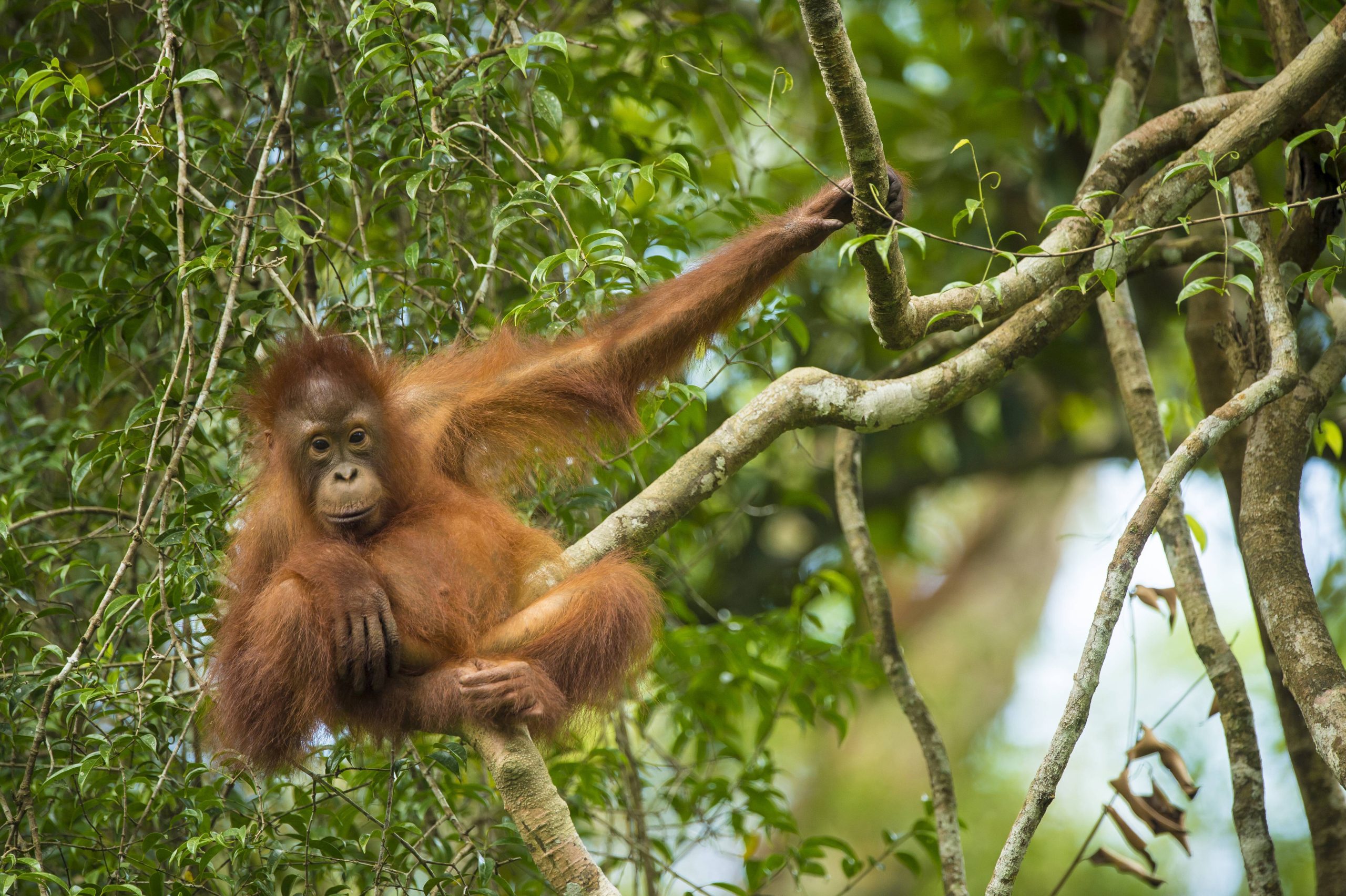 Un orang-outan de Bornéo