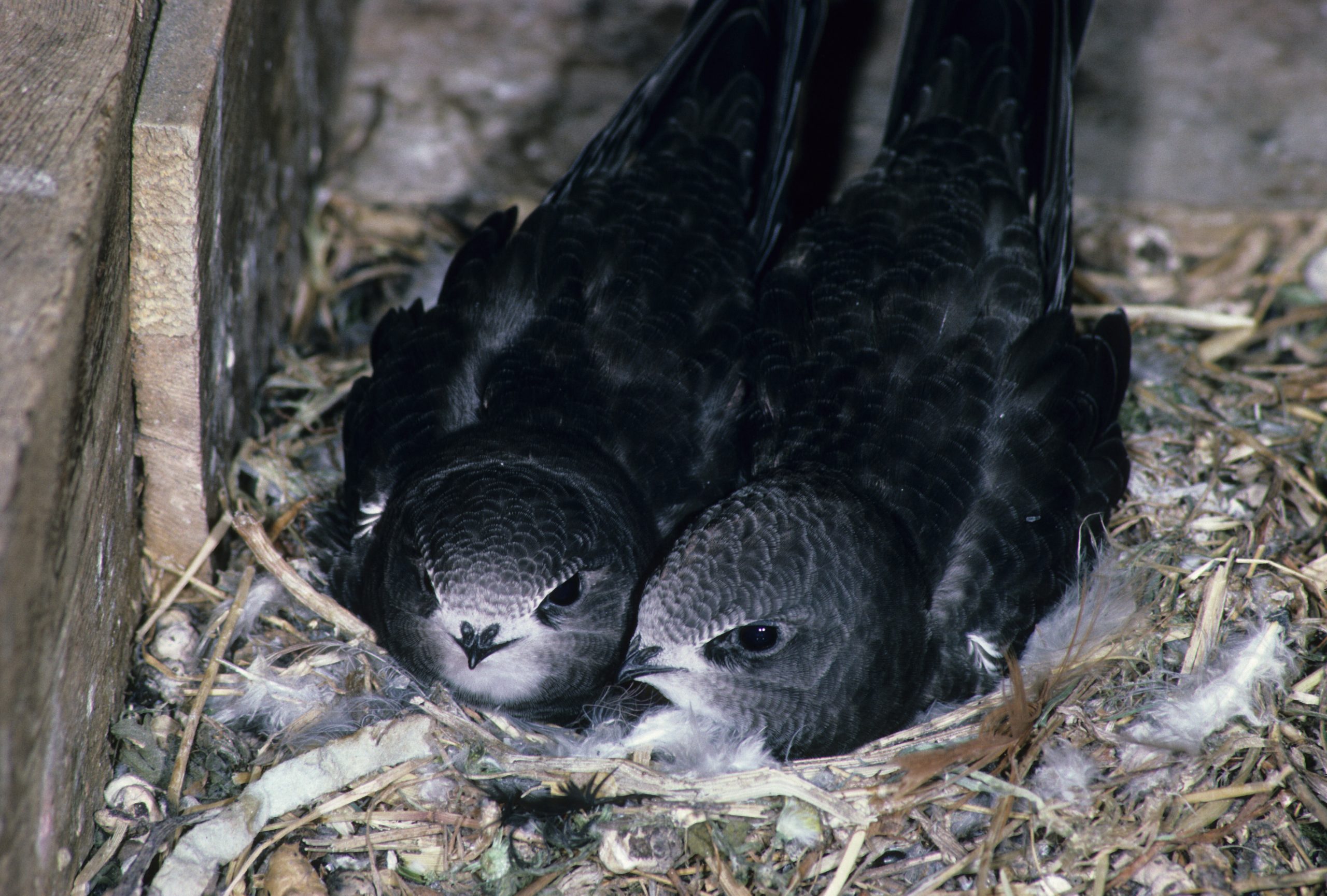 Des jeunes martinets noirs dans leur nid