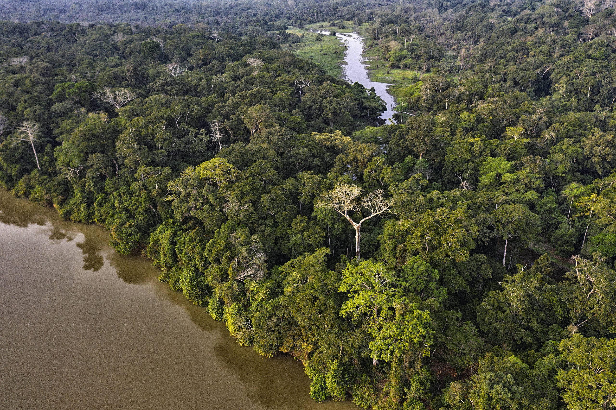 La forêt tropicale