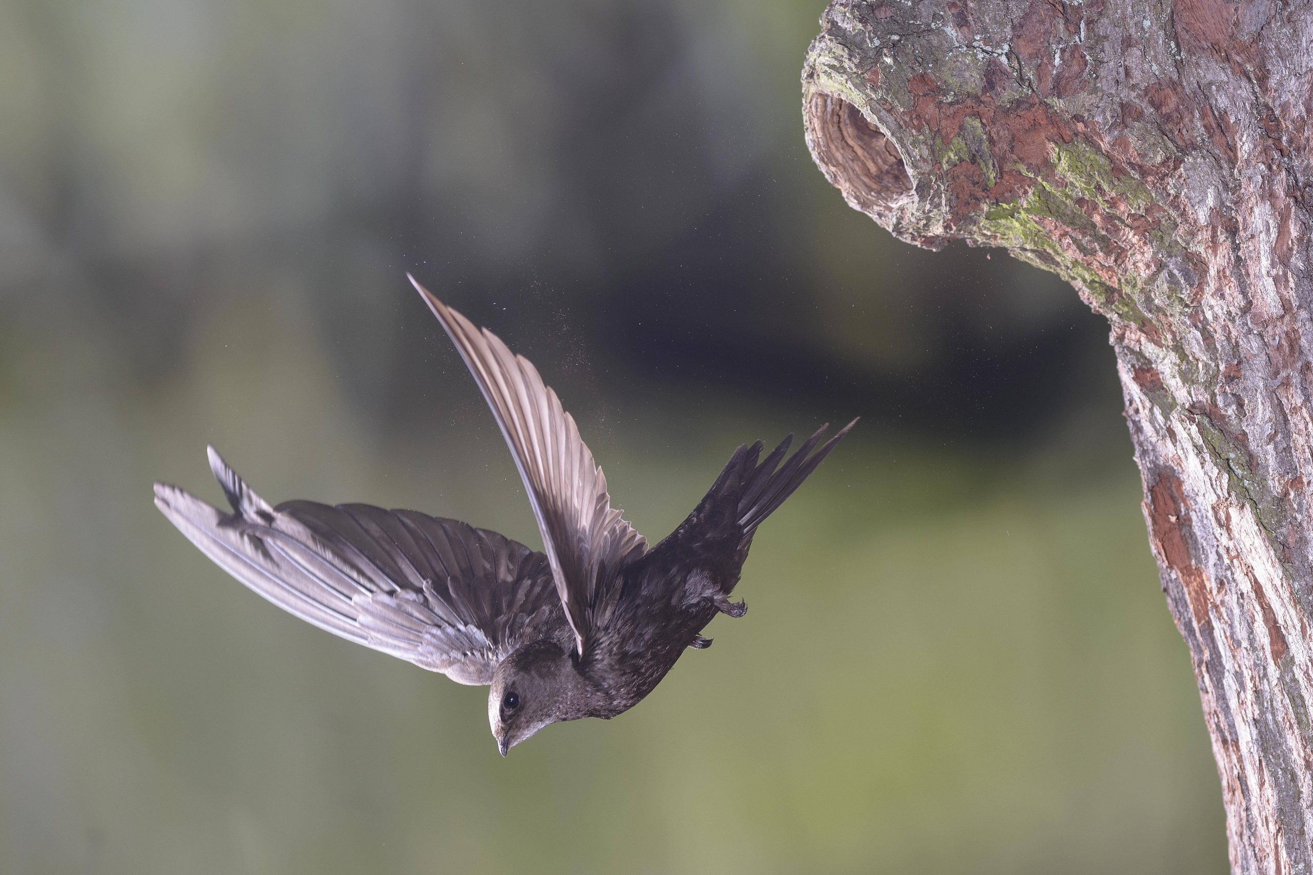 Un martinet noir s'envole de son nid.