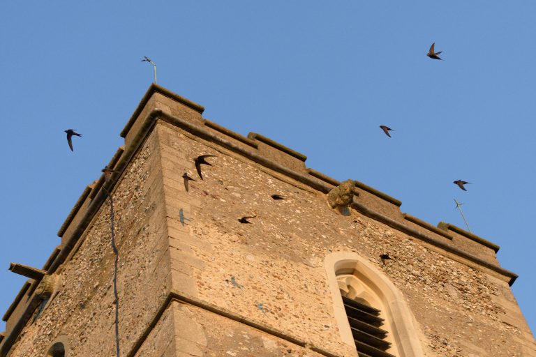 Des martinets noirs volent autour d'un bâtiment.