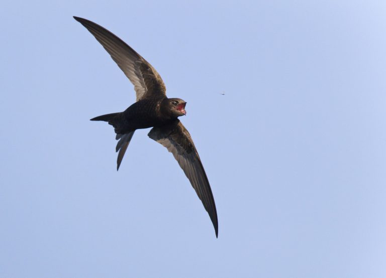 Un martinet noir attrape des insectes