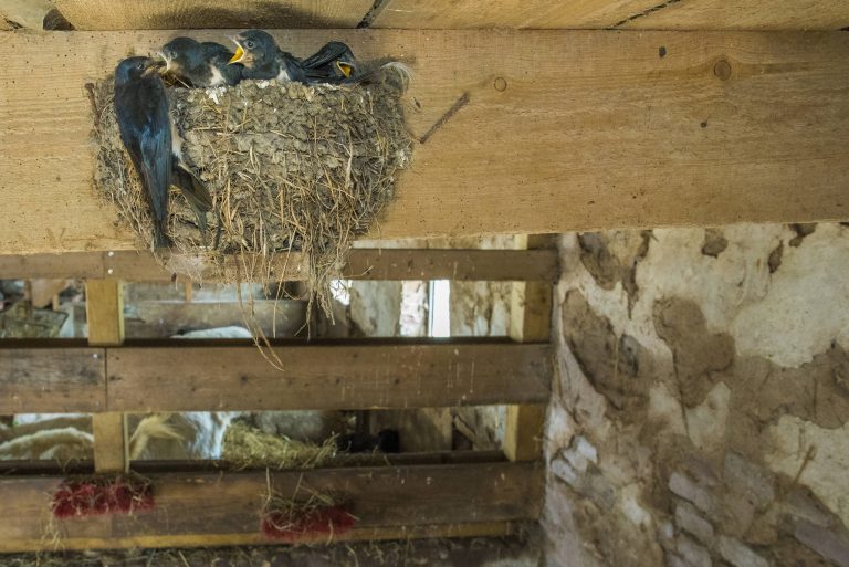 Des hirondelles rustiques dans leur nid