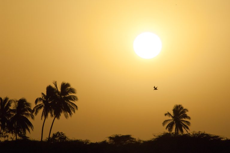 Ein Vogel im sonnigen Senegal mit Palmen.