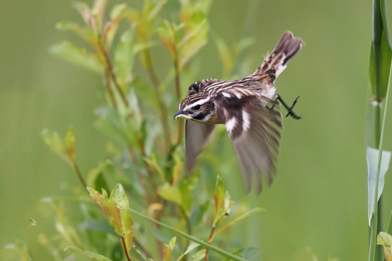 Uno stiaccino in volo.