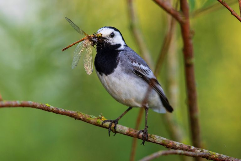 Une bergeronnette des ruisseaux avec une libellule dans le bec