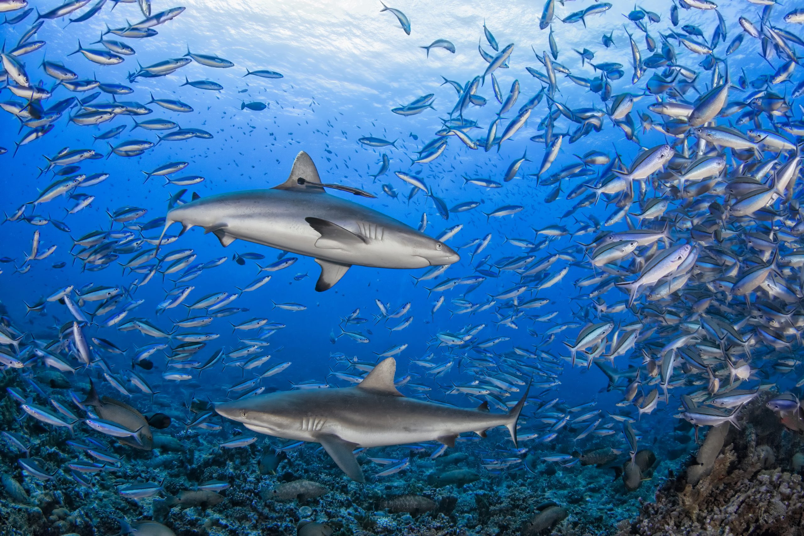 Des requins gris de récif