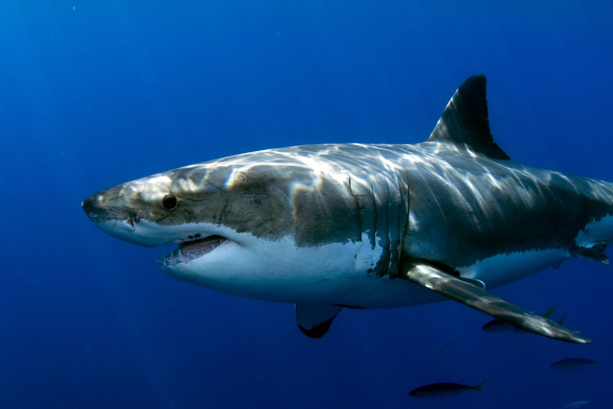 Un Grand requin blanc