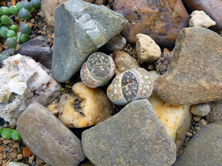 Lebende Steine Lithops