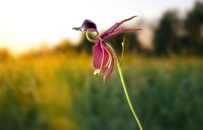 Orchidee Fliegende Ente Caleana Major