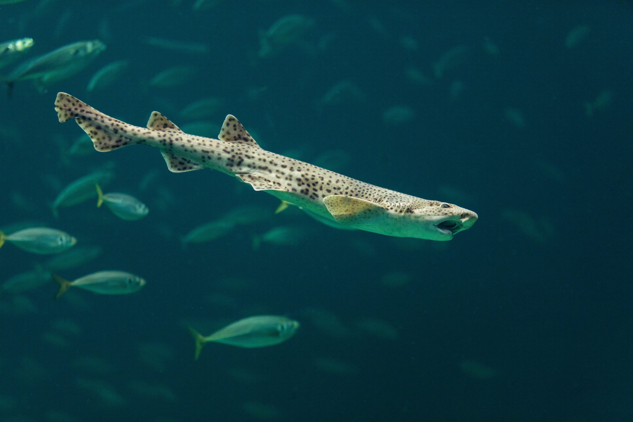 Gattuccio maggiore Scyliorhinus stellaris