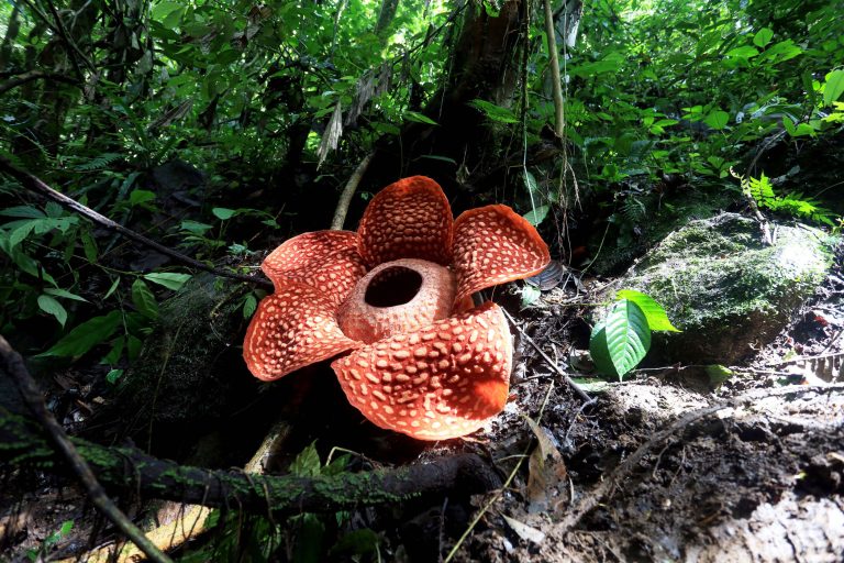 Rafflesie Rafflesia arnoldii