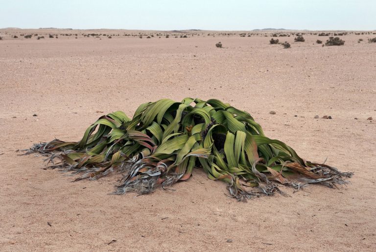 Welwitschie Welwitschia mirabilis