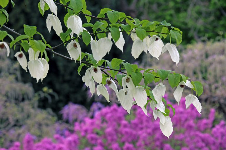 Taschentuchbaum Davidia involucrata