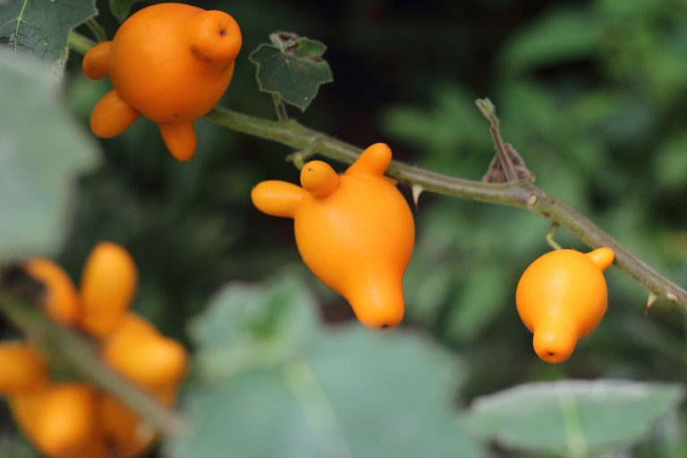 Kuheuterpflanze Solanum mammosum