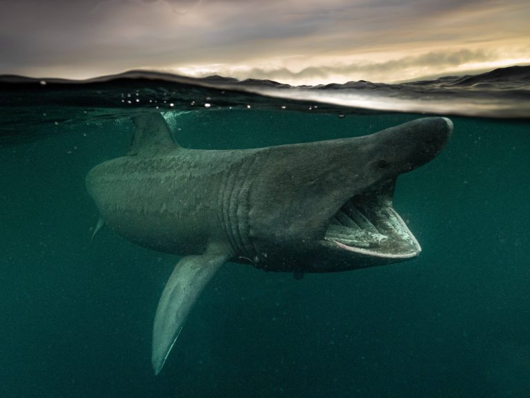 Un requin pèlerin