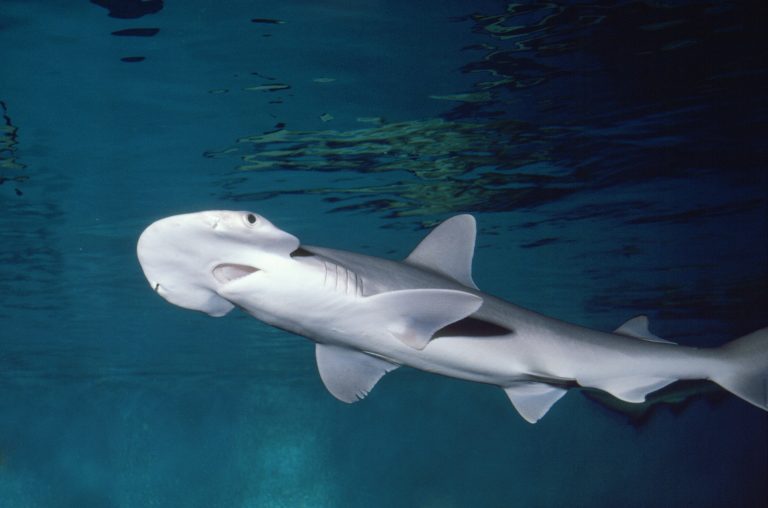 Un requin-marteau tiburo