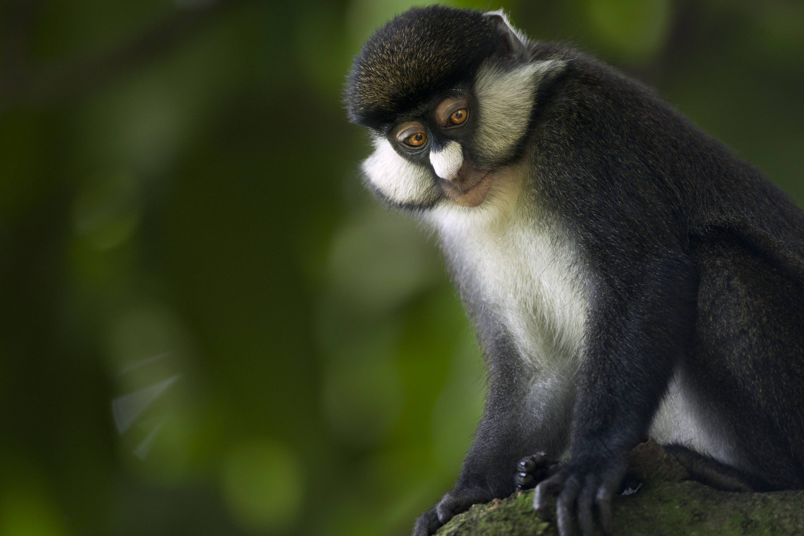 Cercopiteco nasobianco del Congo