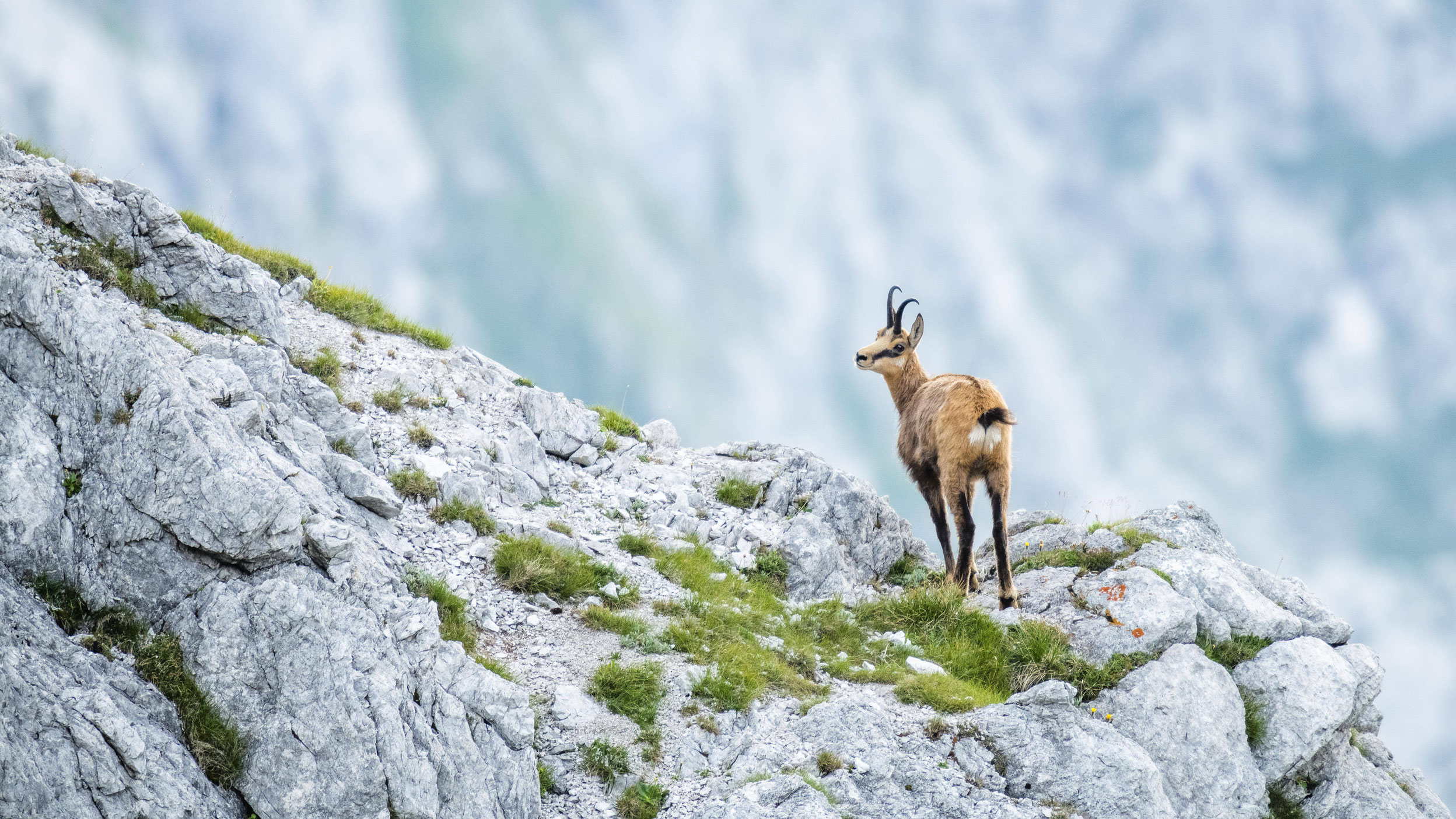 Chamois Rupicapra rupicapra