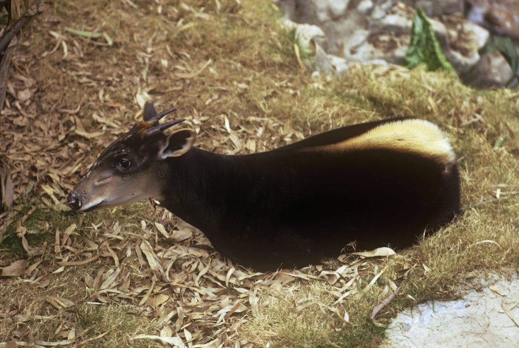 Tiere im SalongaNationalpark WWF Panda Club