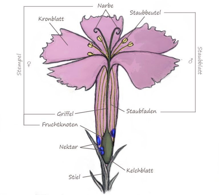 Nelkenblüte mit beschrifteten Blütenteilen