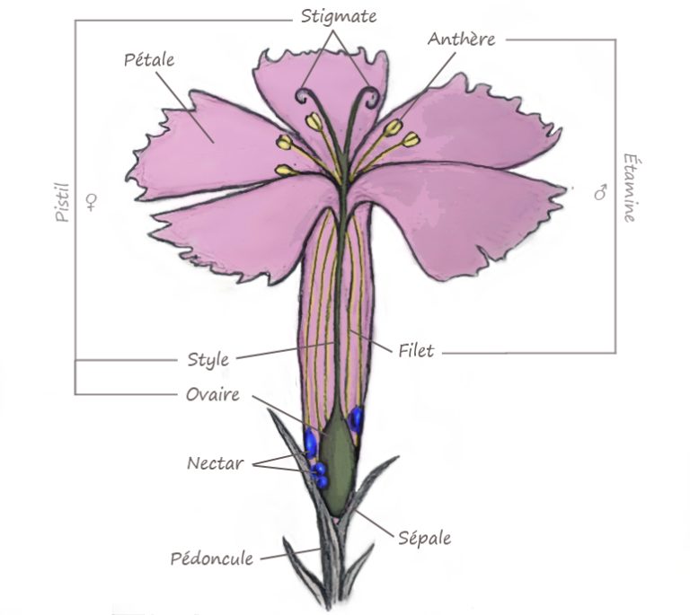 Les différentes partie de la fleur