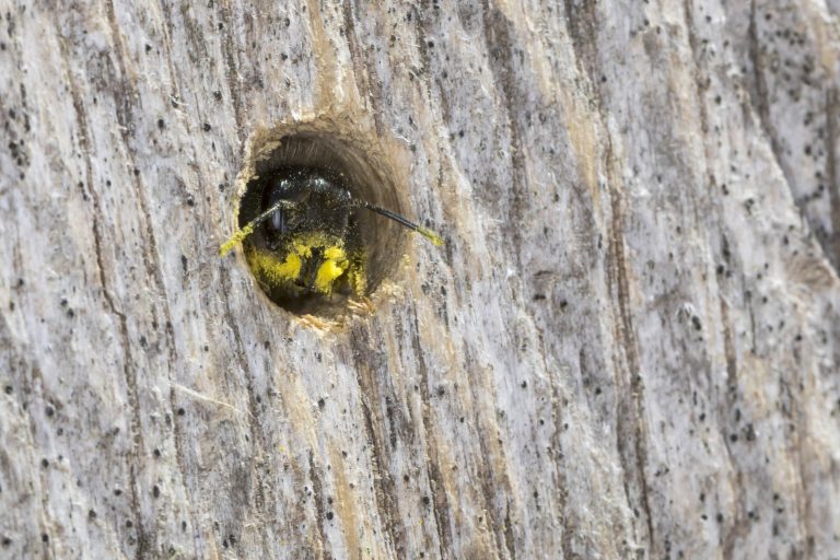 Un'ape osmia rufa con polline sul corpo guarda da un buco nel legno.