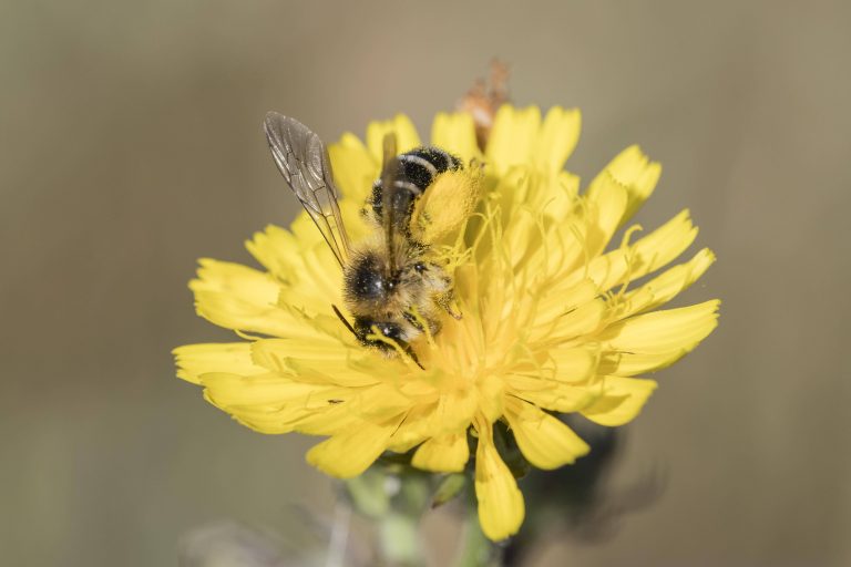 Eine Hosenbiene auf einer Blüte