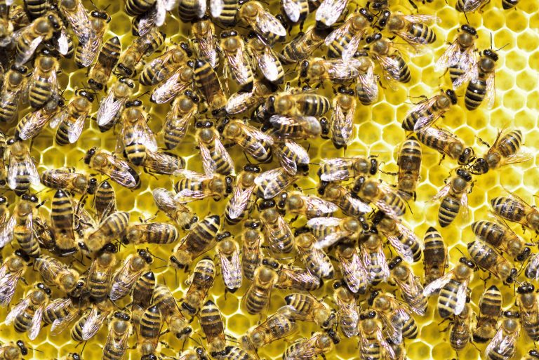Viele Honigbienen auf einer Honigwabe