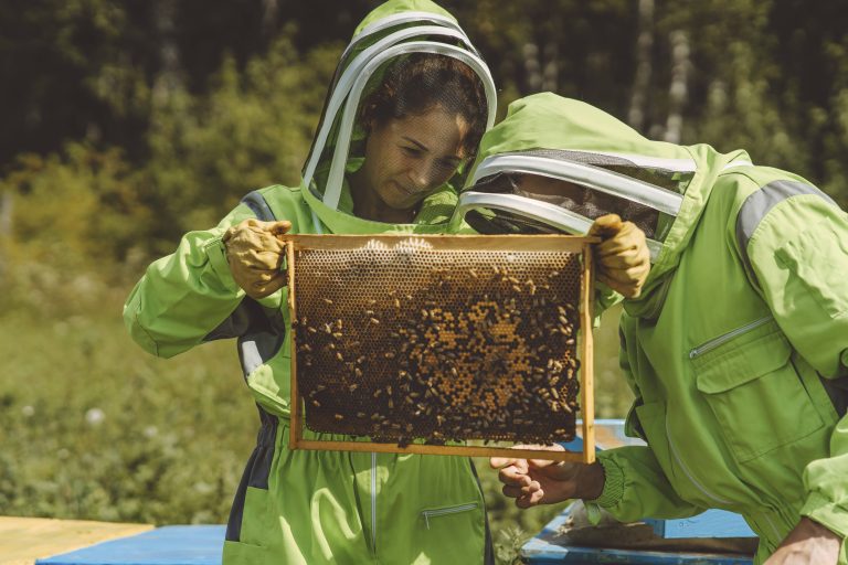 Eine Imkerin und ein Imker schauen sich eine Bienenwabe an.