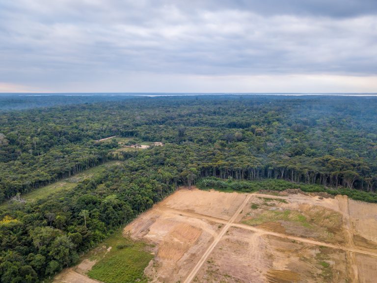 Une forêt tropicale déboisée