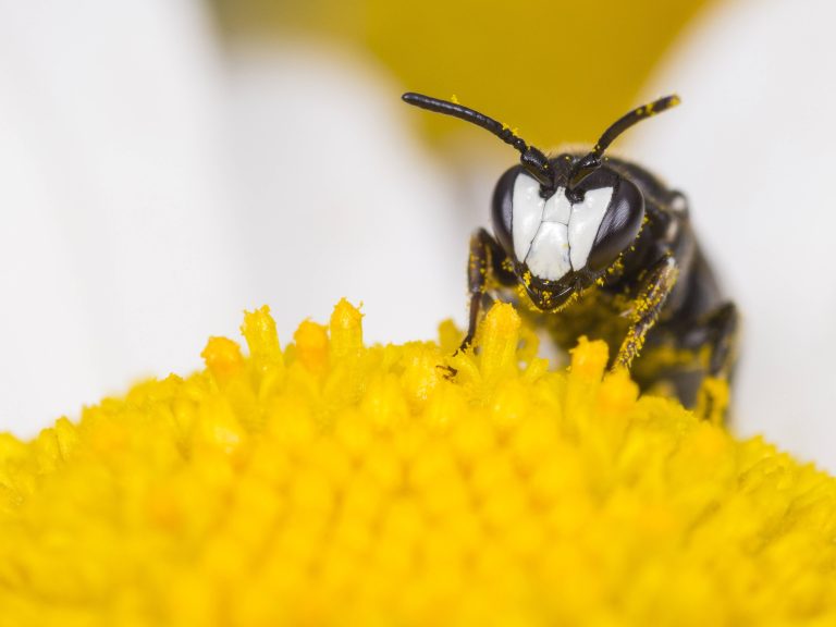 Eine Rainfarn-Maskenbiene auf einer Blüte