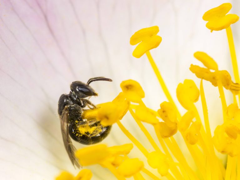 Eine Wildbiene holt Pollen und Nektar in einer Blüte.