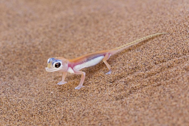 Le gecko du désert Pachydactylus rangei