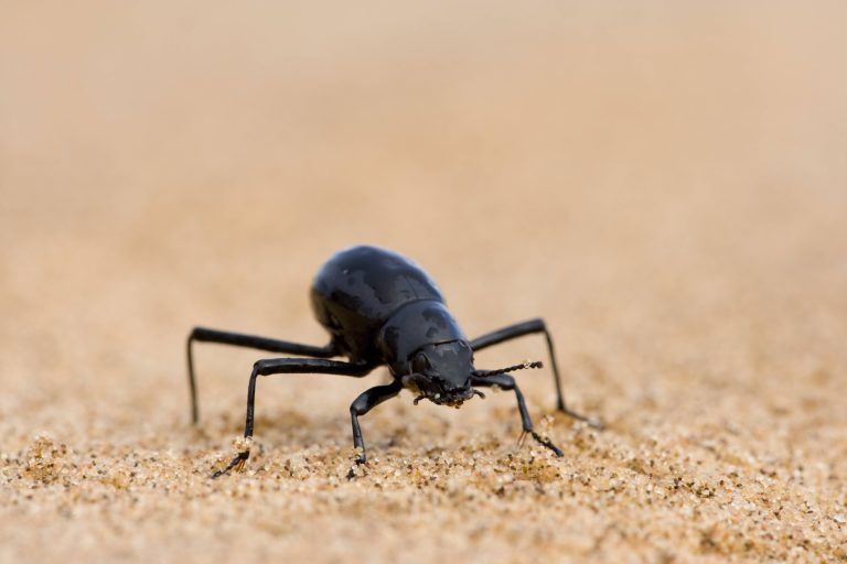 Le scarabée du désert Tenebrionid Beetle Nebeltrinker-Käfer Onymacris unguicularis