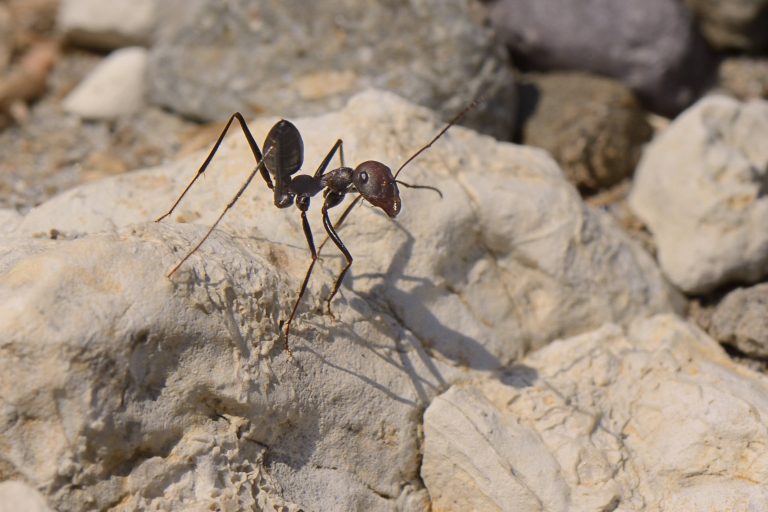 La fourmi argentée du Sahara Desert Ant (Cataglyphis Nodus / Cataglyphis Bicolor Nodus) Worker Standing On A Rock Near Its Nest Entrance Just Behind