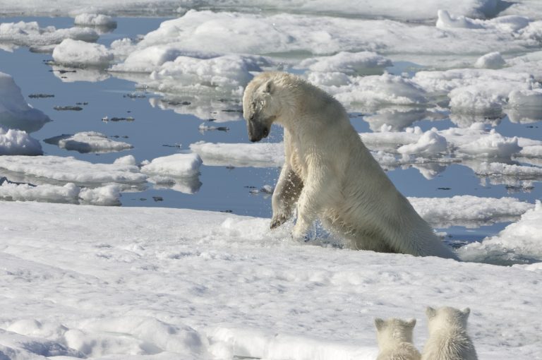 Eisbär jagt eine Robbe