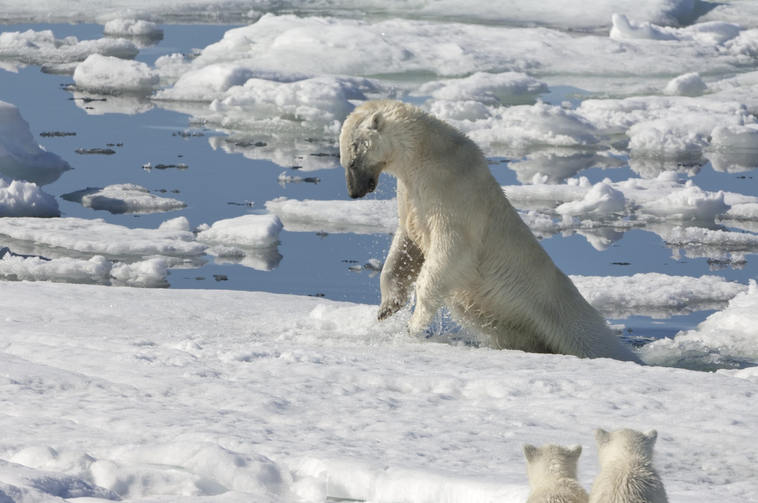 Orso polare caccia una foca