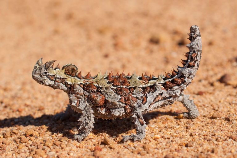 Le diable cornu Moloch horridus