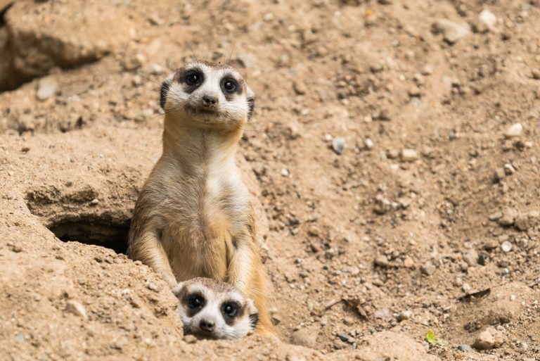 Suricates suricata suricatta