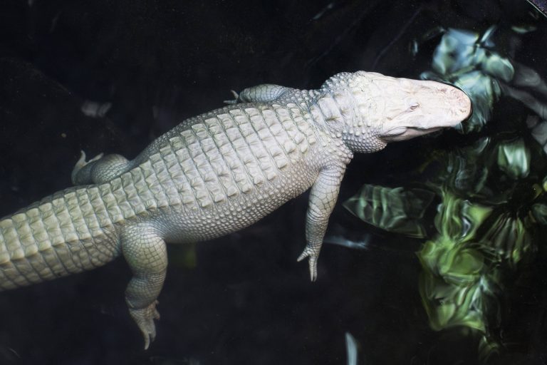 Albino-Alligator