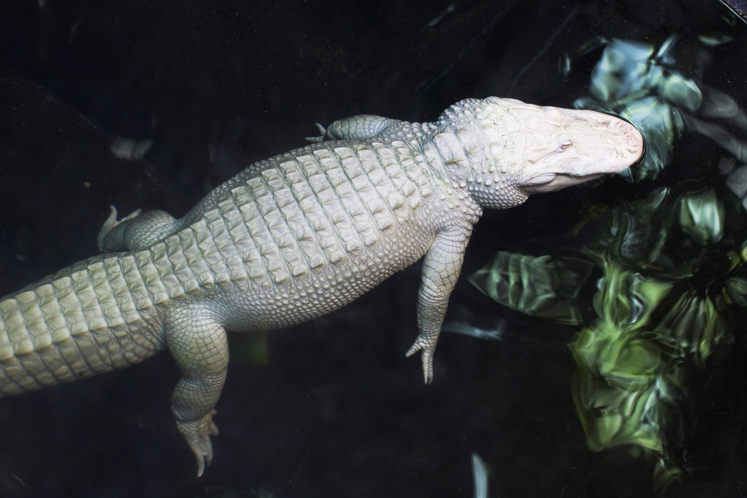 Un alligator d'Amérique albinos