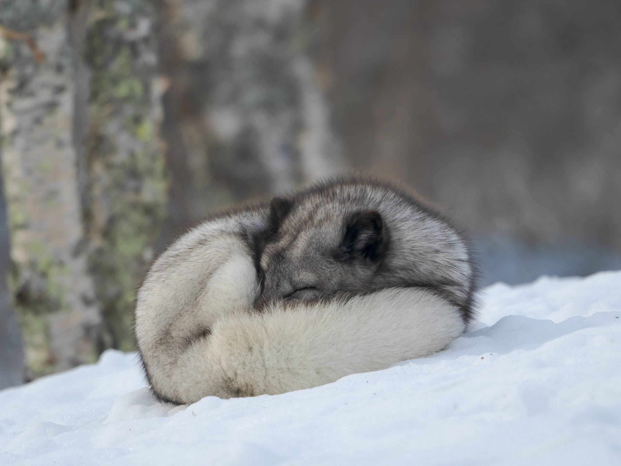 Un renard polaire dans la neige